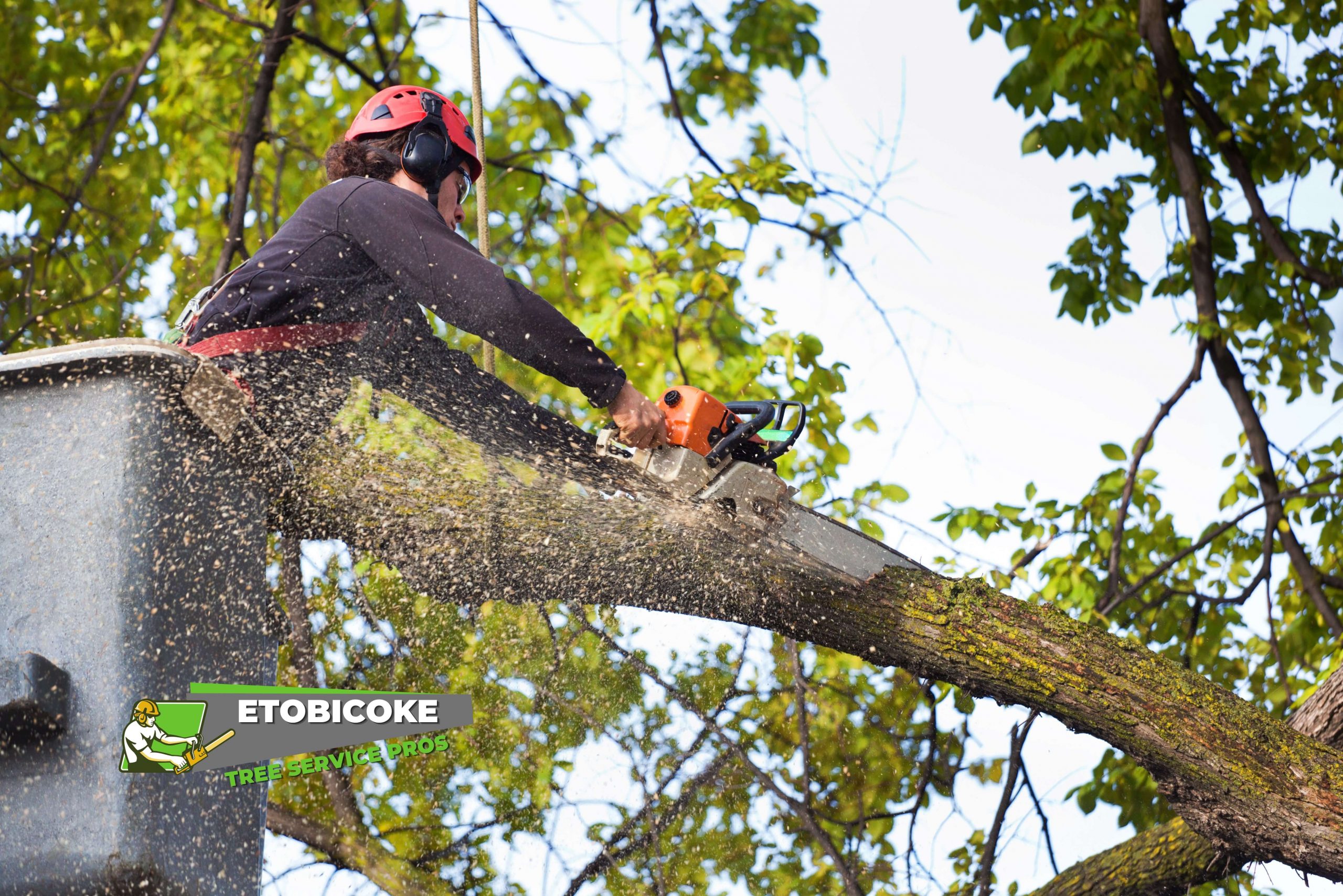 An image of tree limb removal in Etobicoke
