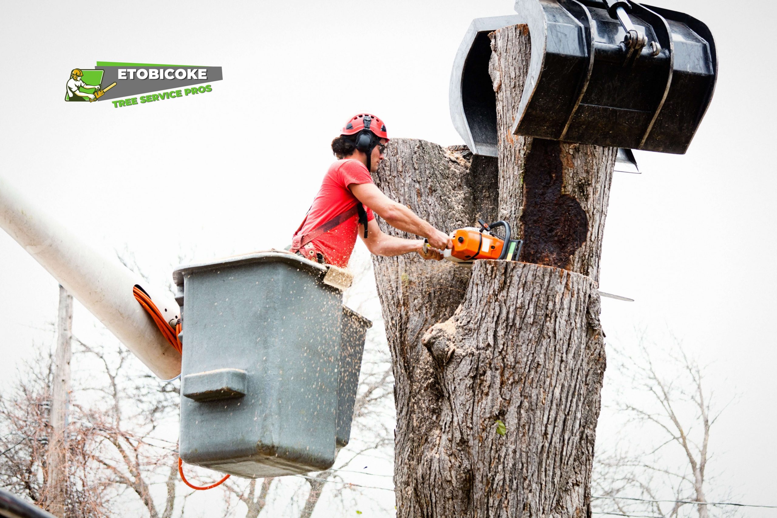 An image of a tree removal in Etobicoke