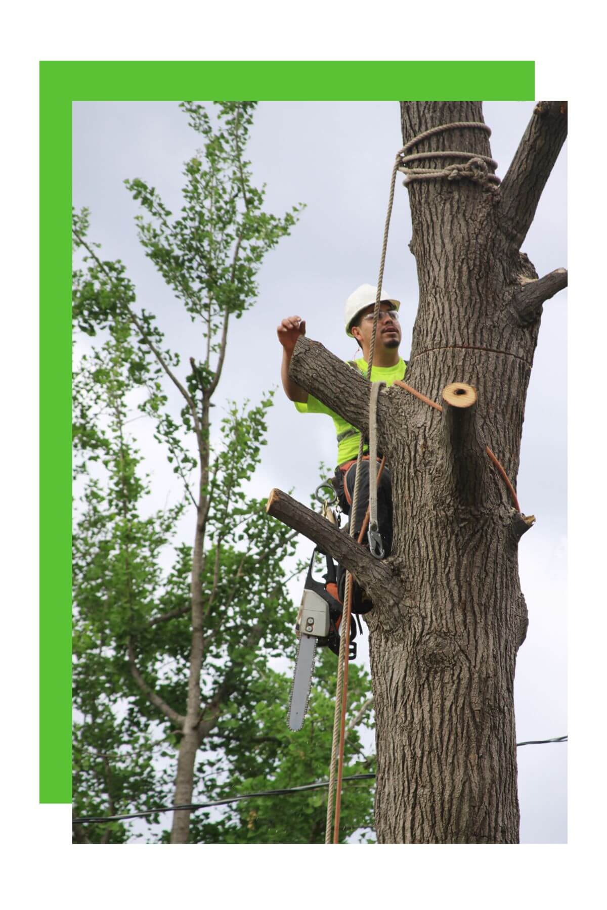 An image of a professional Etobicoke tree removal